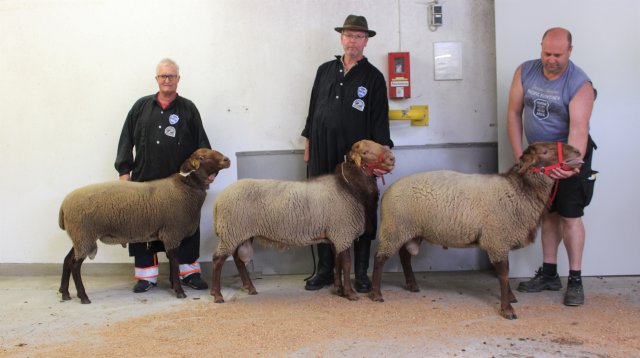 Reihung Coburger Fuchsschafe - ältere Gruppe